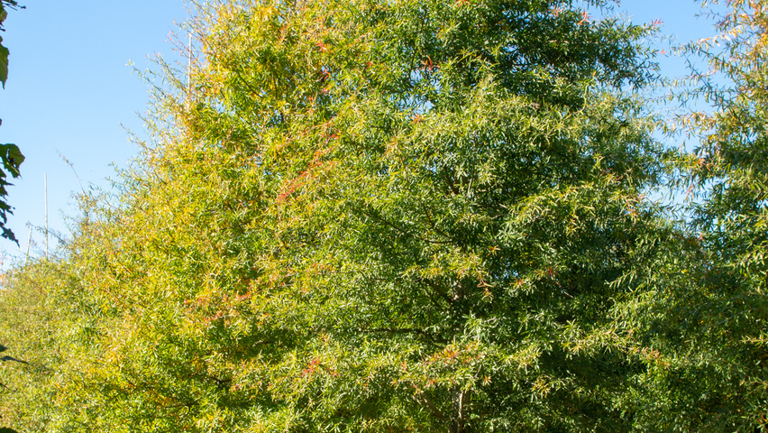Quercus phellos hochstämmig