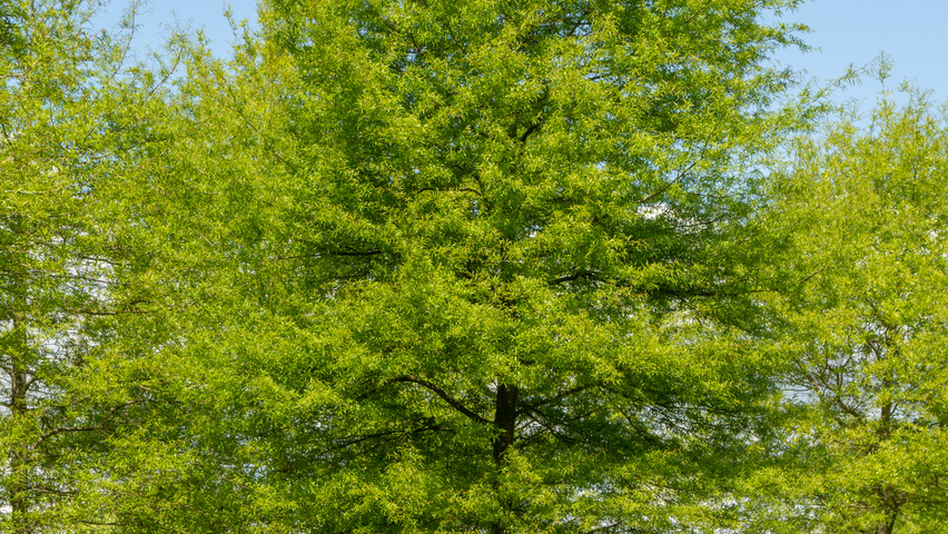 Quercus phellos hochstämmig
