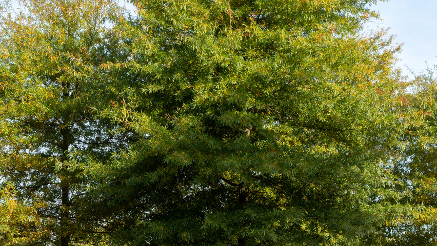 Quercus phellos hochstämmig