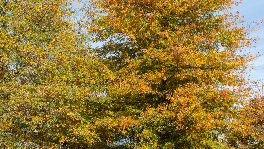 Quercus phellos hochstämmig