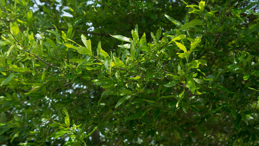 Quercus phellos Blatt