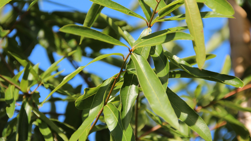 Quercus phellos Blatt