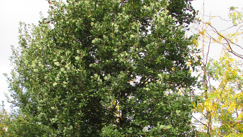 Quercus pubescens hoogstam