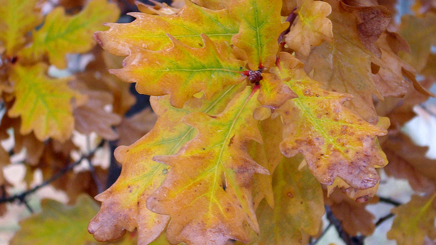 Quercus pyrenaica autumn leaves