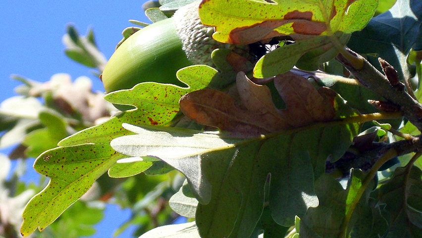 Quercus pyrenaica fruits