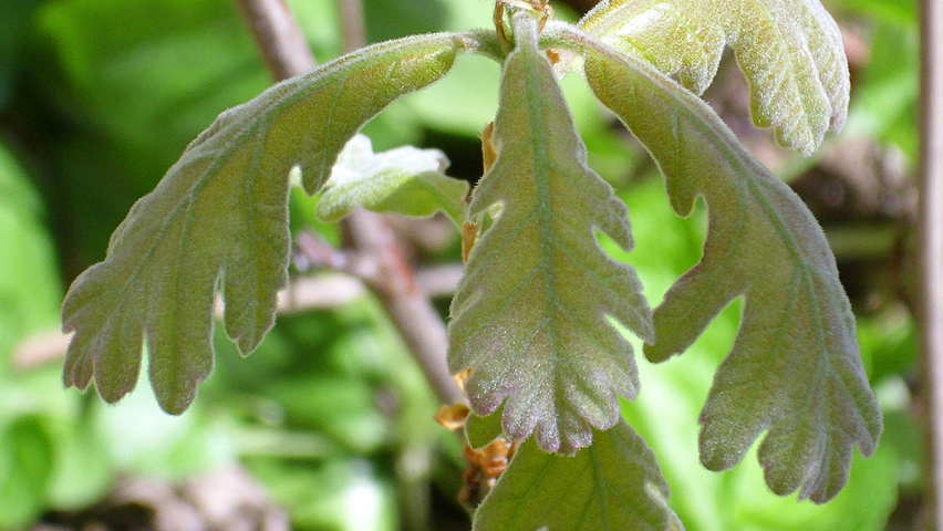 Quercus pyrenaica leaves