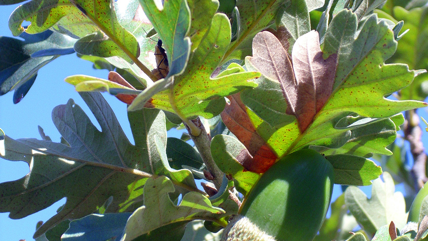 Quercus pyrenaica leaves