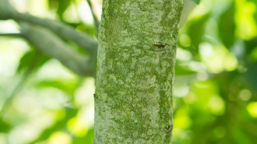 Quercus rhysophylla 'Maya' bark