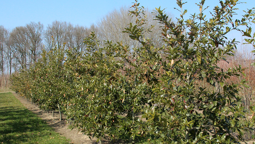 Quercus rhysophylla 'Maya' feathered
