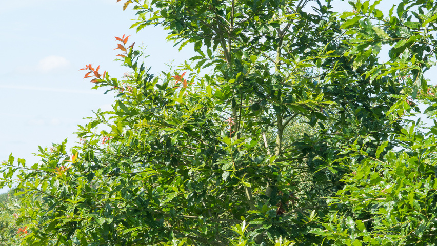 Quercus rhysophylla 'Maya' feathered
