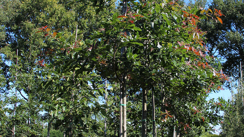 Quercus rhysophylla 'Maya' standard tree