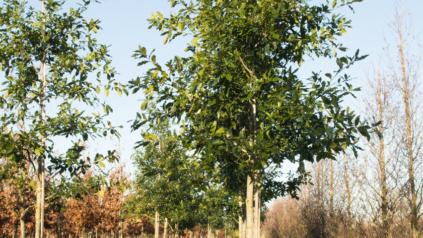 Quercus rhysophylla 'Maya' standard tree