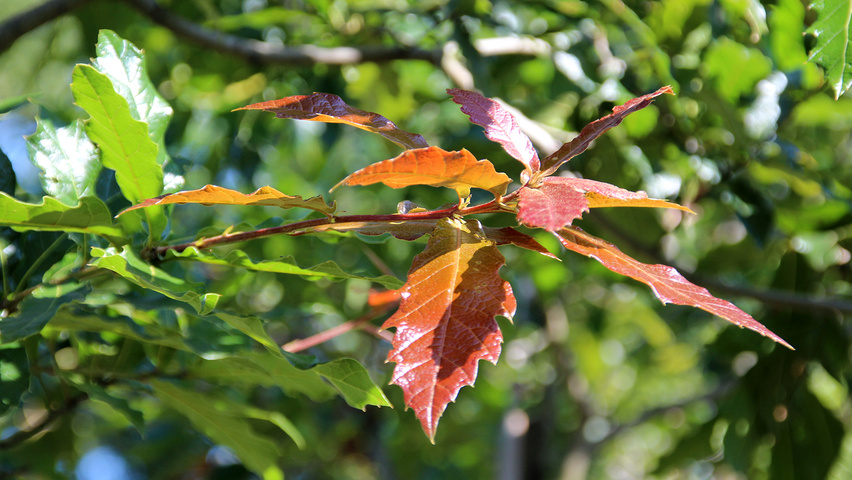 Quercus rhysophylla 'Maya' leaves