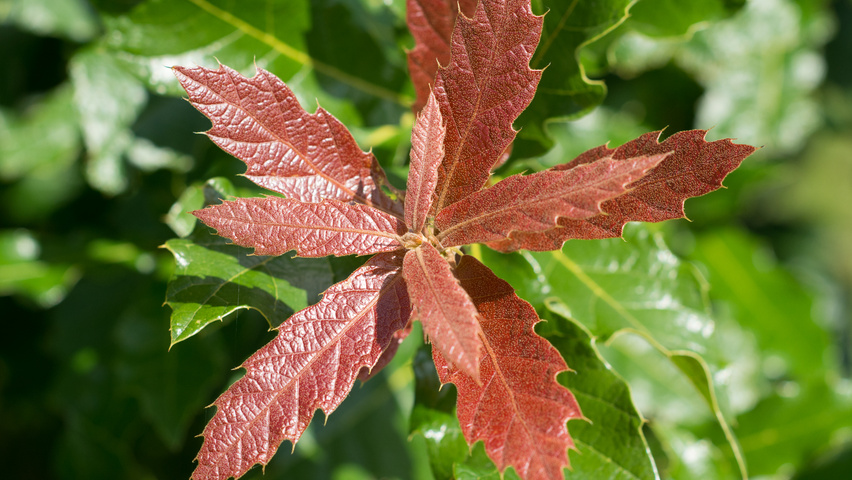 Quercus rhysophylla 'Maya' leaves