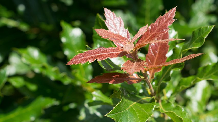 Quercus rhysophylla 'Maya' leaves