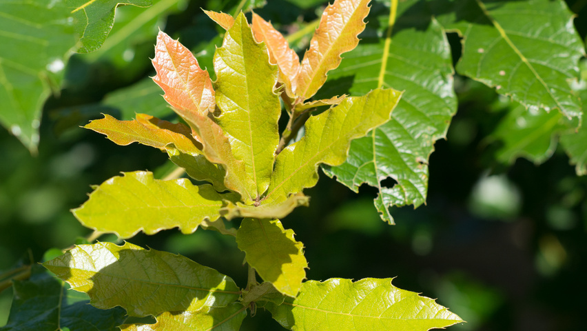 Quercus rhysophylla 'Maya' leaves