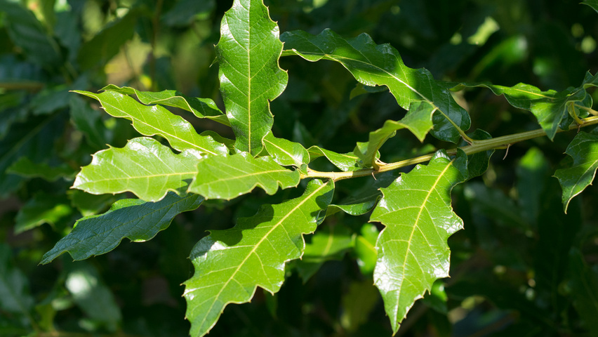 Quercus rhysophylla 'Maya' leaves