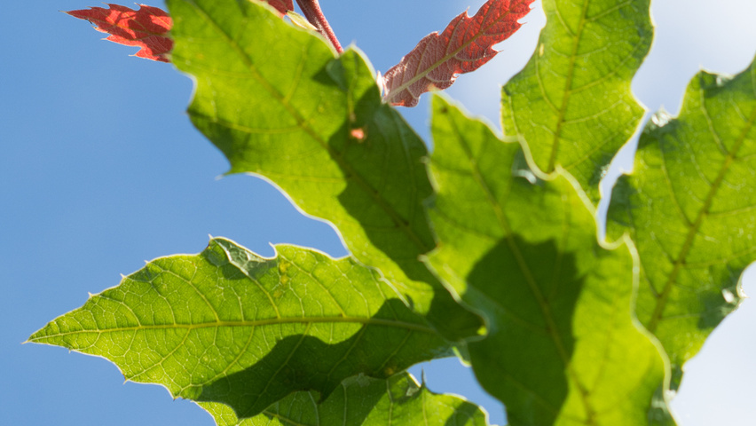 Quercus rhysophylla 'Maya' leaves