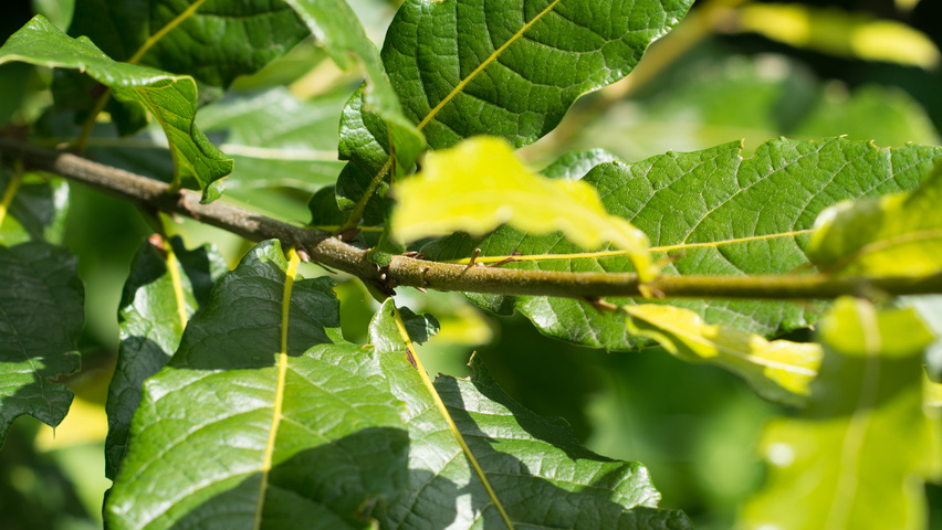 Quercus rhysophylla 'Maya' twigs