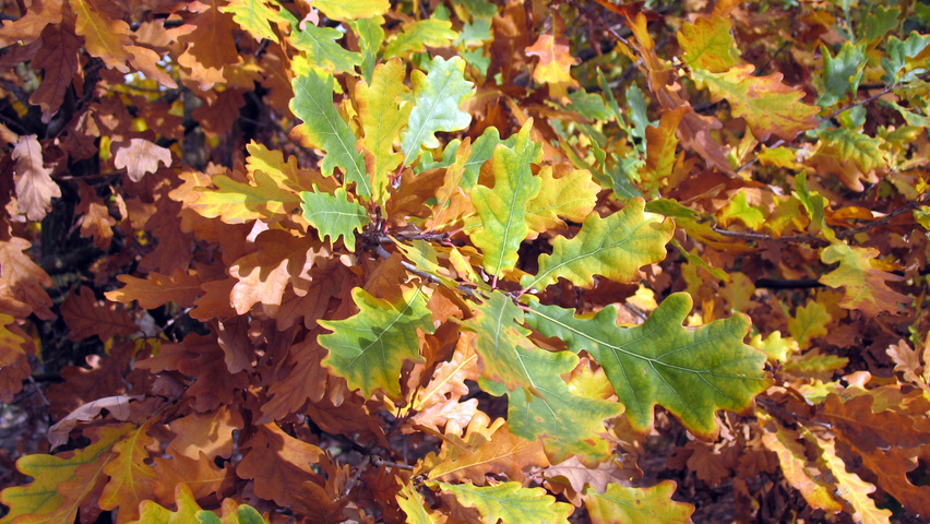 Quercus robur feuilles automnale