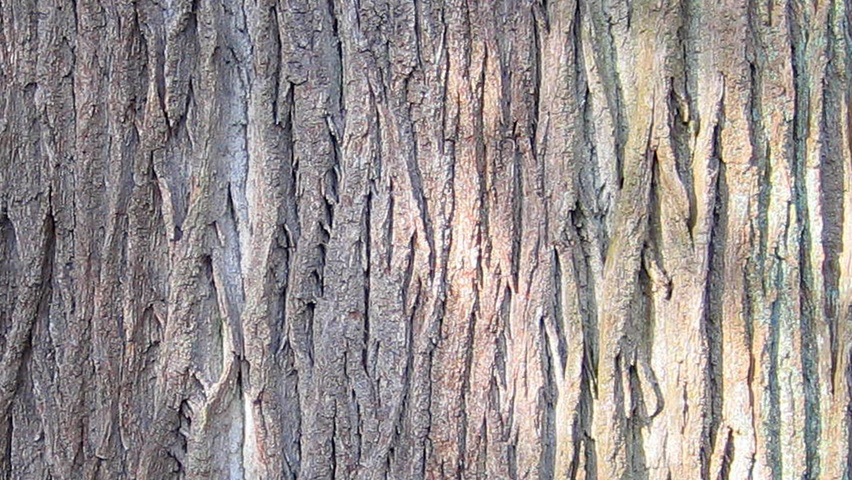 Quercus robur tronc