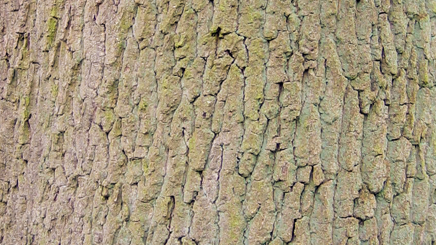 Quercus robur tronc