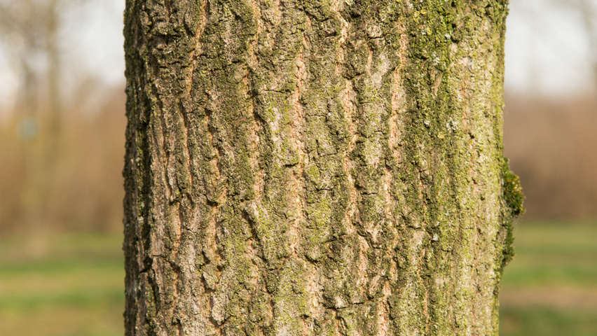 Quercus robur tronc