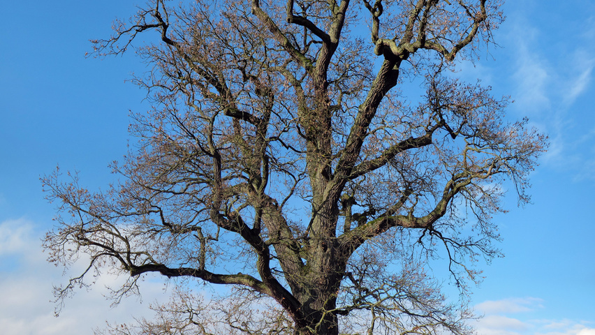 Quercus robur caractéristiques
