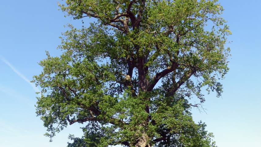 Quercus robur caractéristiques