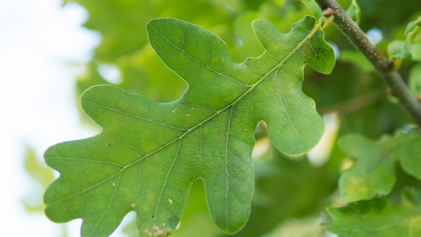 Quercus robur 'Concordia' liście