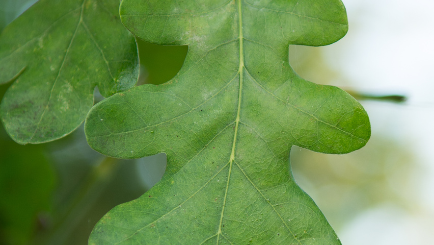 Quercus robur 'Concordia' liście