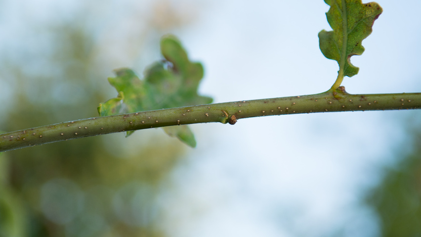 Quercus robur 'Concordia' pędy