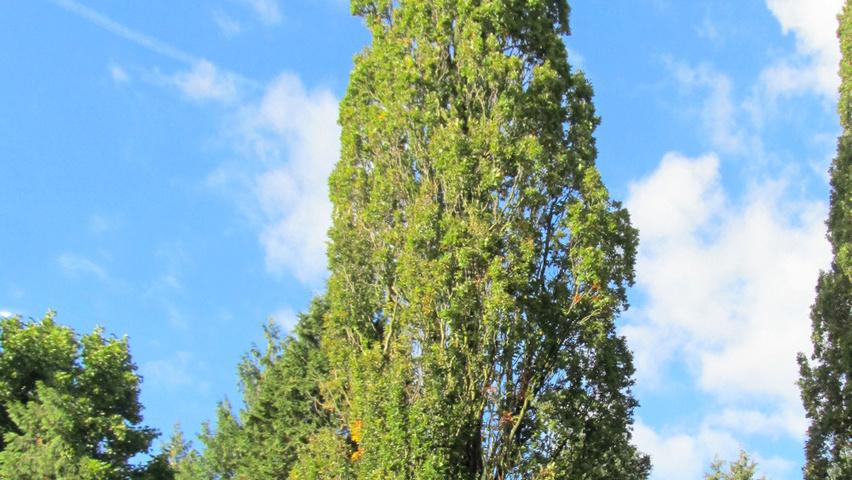 Quercus robur 'Fastigiata' Деревья с центральным стволом и ветвями от земли