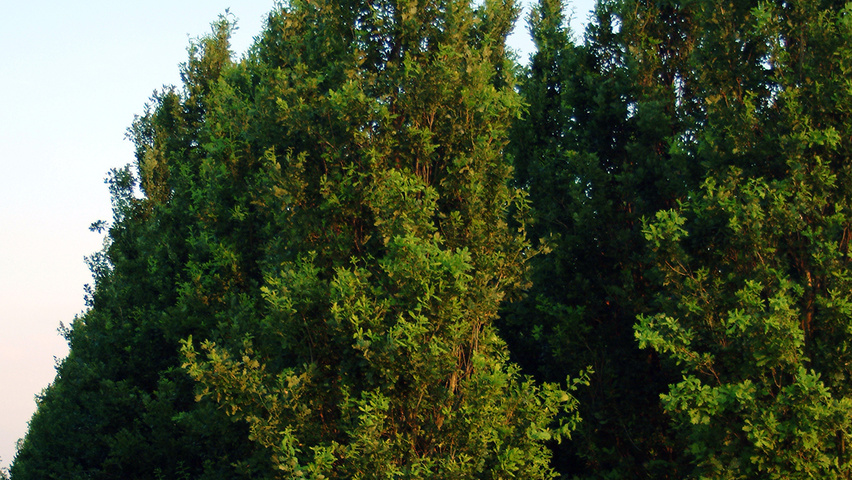 Quercus robur 'Fastigiata' Деревья с центральным стволом и ветвями от земли