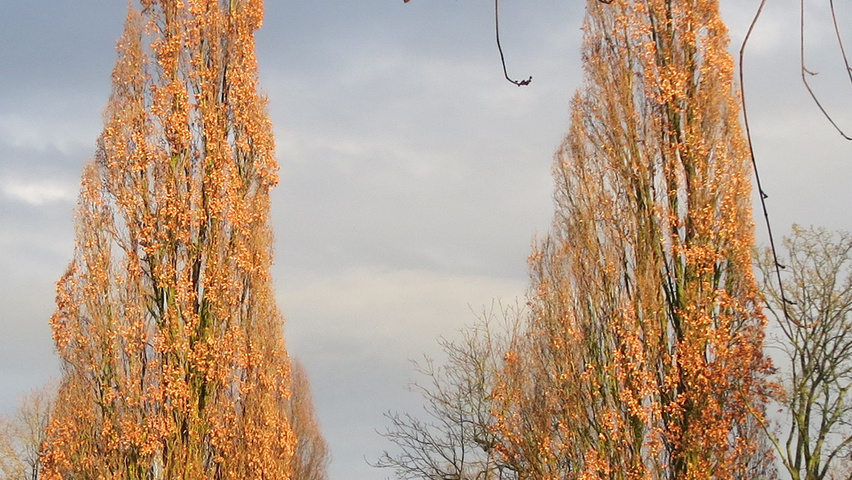 Quercus robur 'Fastigiata' Деревья с центральным стволом и ветвями от земли