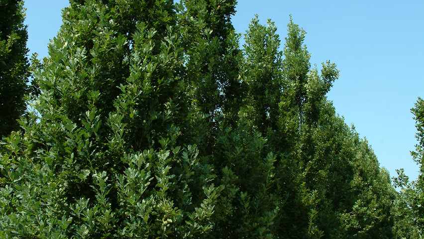 Quercus robur 'Fastigiata' Деревья с высоким стволом (стандарт)