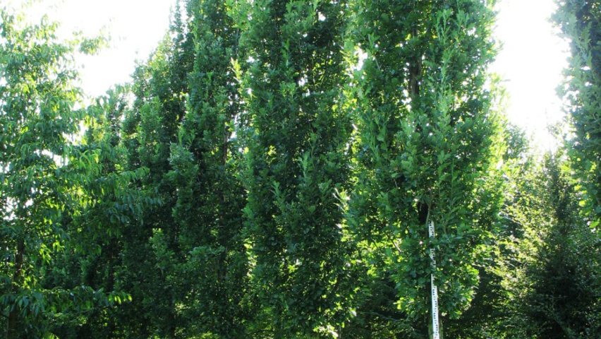 Quercus robur 'Fastigiata' Деревья с высоким стволом (стандарт)