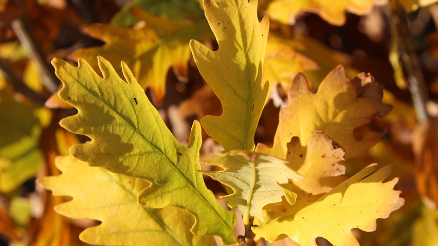 Quercus robur 'Fastigiate Koster' herfstblad