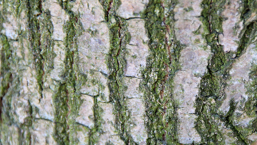 Quercus robur 'Fastigiate Koster' bast