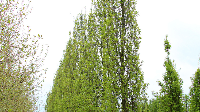 Quercus robur 'Fastigiate Koster' beveerd