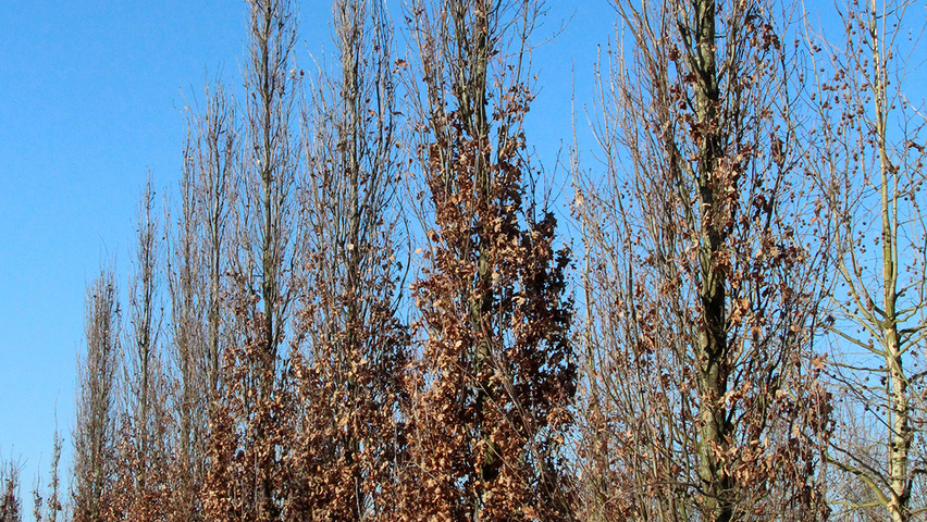 Quercus robur 'Fastigiate Koster' beveerd