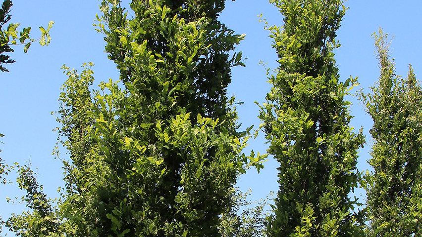 Quercus robur 'Fastigiate Koster' hoogstam