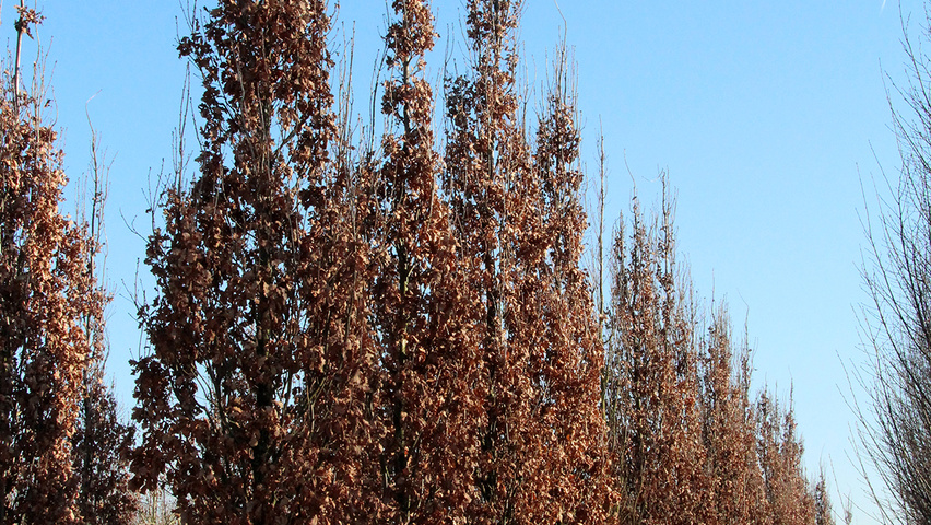 Quercus robur 'Fastigiate Koster' hoogstam