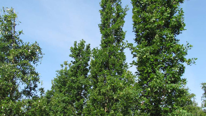 Quercus robur 'Fastigiate Koster' hoogstam