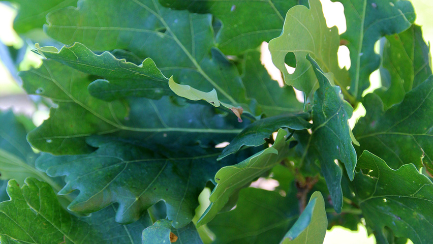 Quercus robur 'Fastigiate Koster' blad