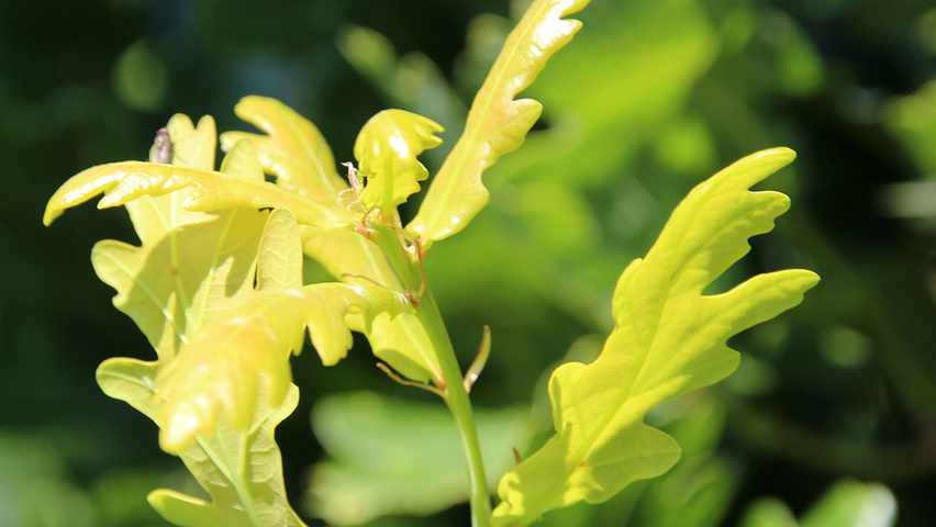 Quercus robur 'Fastigiate Koster' blad