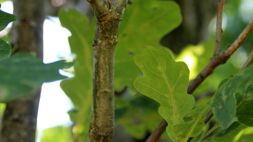 Quercus robur 'Fastigiate Koster' twijgen