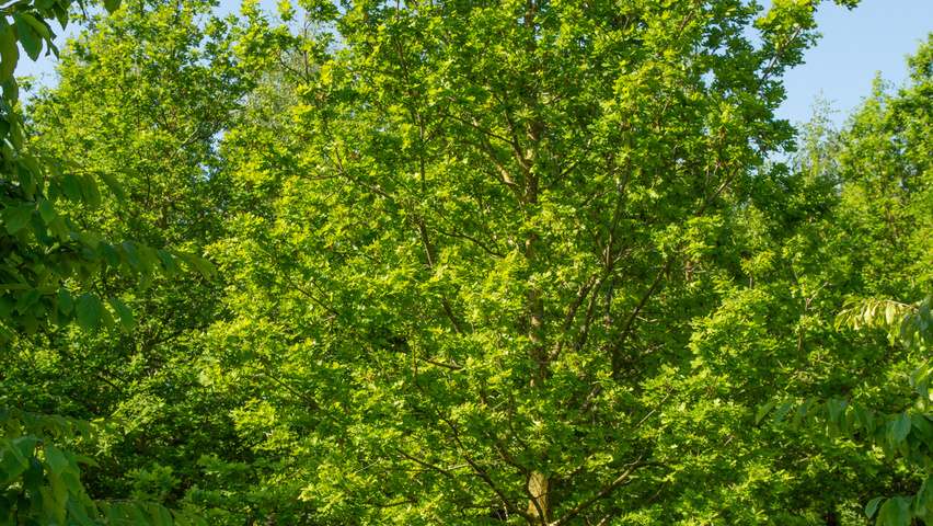 Quercus robur branchus de la base