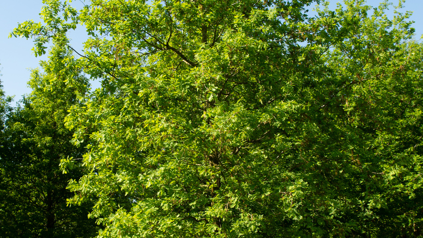 Quercus robur branchus de la base