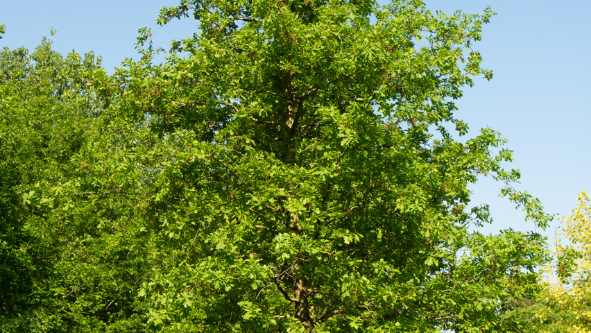 Quercus robur branchus de la base